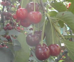 Cherries