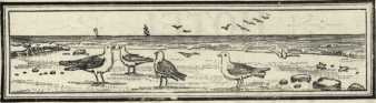 sketch of gulls on the beach